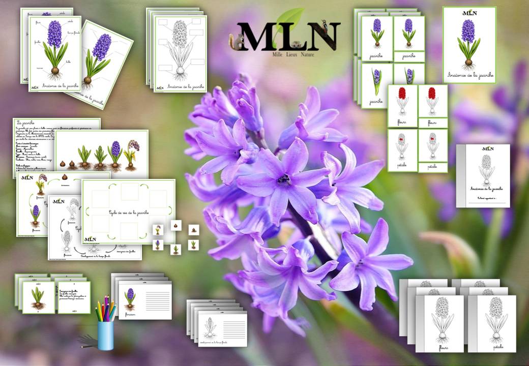 Dossier La jacinthe cursif