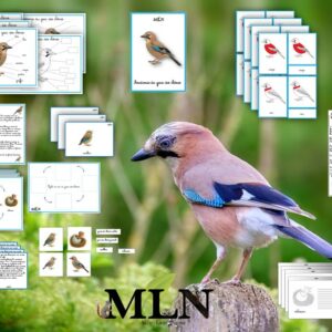 Dossier Le geai des chênes SCRIPT