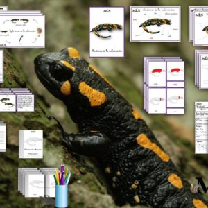 Dossier La salamandre tachetée SCRIPT