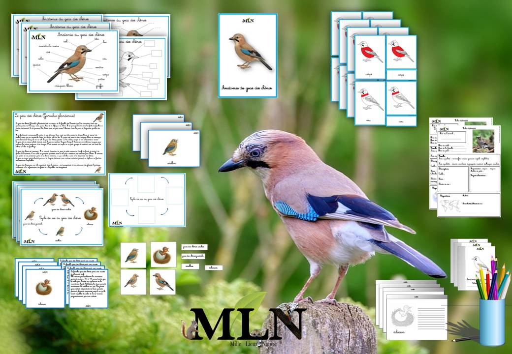 Dossier Le geai des chênes SCRIPT