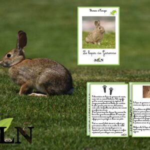 Livret Le lapin de garenne cursif