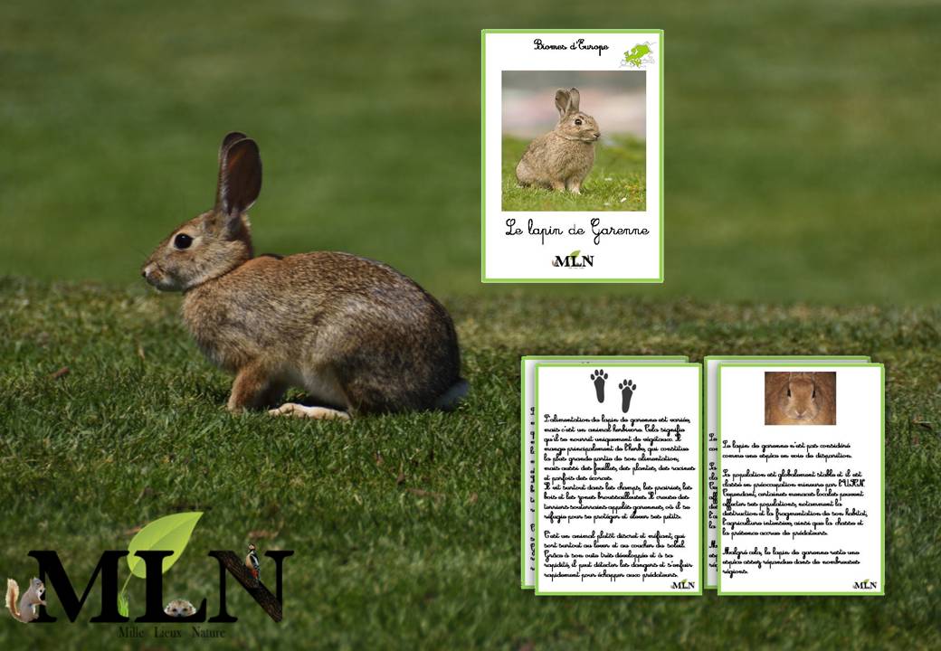 Livret Le lapin de garenne SCRIPT