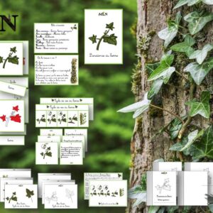 Dossier Le lierre SCRIPT