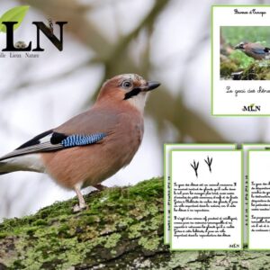 Livret Le geai des chênes SCRIPT