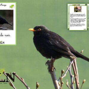 Livret Le merle noir SCRIPT