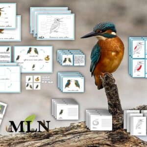 Dossier Le martin pêcheur SCRIPT