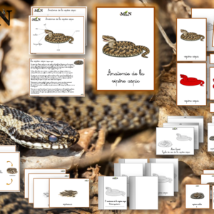 Dossier La vipère aspic SCRIPT