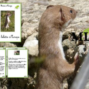 Livret La belette d'Europe SCRIPT