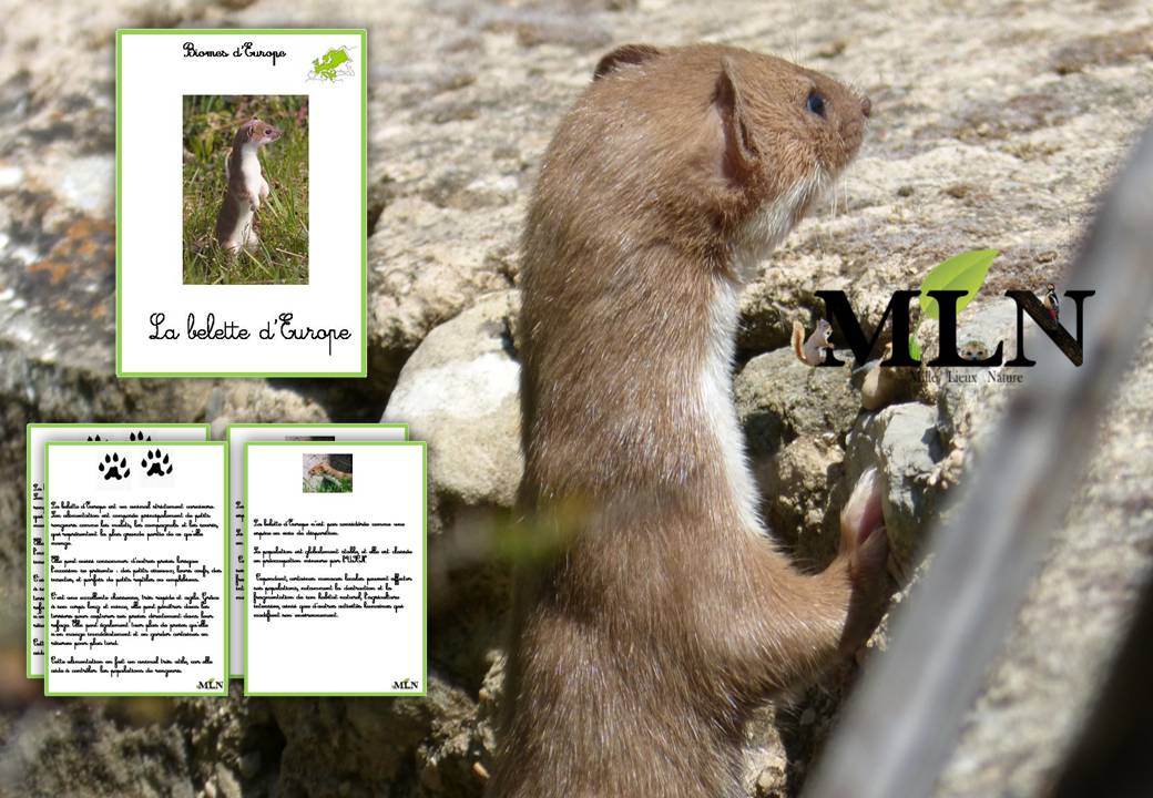 Livret La belette d'Europe SCRIPT