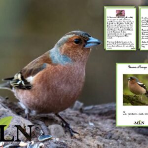 Livret Le pinson des arbres SCRIPT