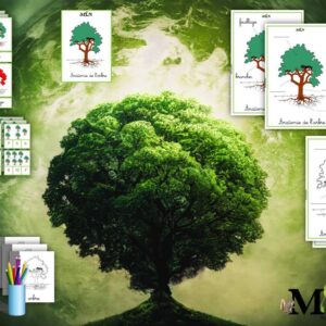 Dossier Anatomie de l'arbre cursif