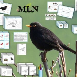 Dossier Le merle noir SCRIPT