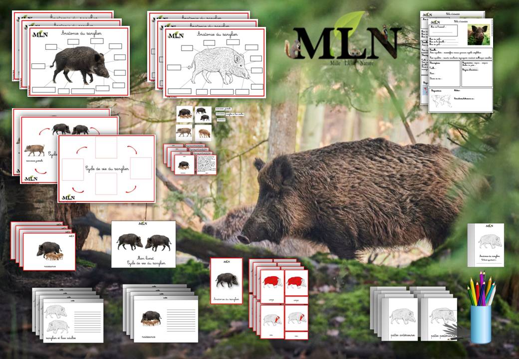 Dossier Le sanglier cursif