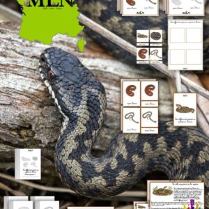 Dossier Les différentes espèces de vipères en France * SCRIPT