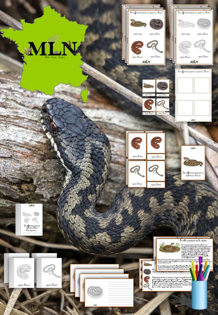 Dossier Les différentes espèces de vipères en France * SCRIPT