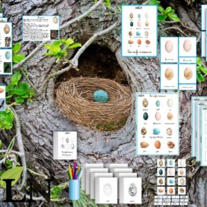 Dossier Les œufs d'oiseaux SCRIPT