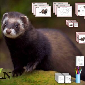 Dossier Le putois d'Europe SCRIPT