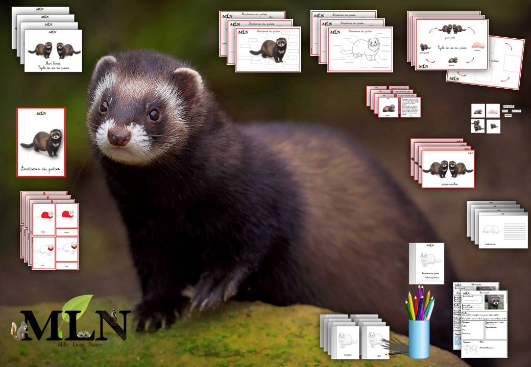 Dossier Le putois d'Europe SCRIPT