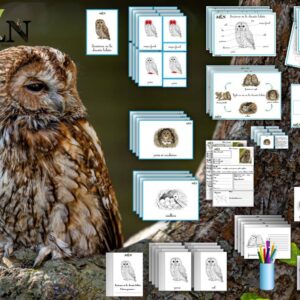 Dossier La chouette hulotte SCRIPT