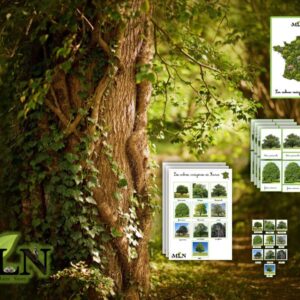 Dossier Les arbres indigènes de France* SCRIPT