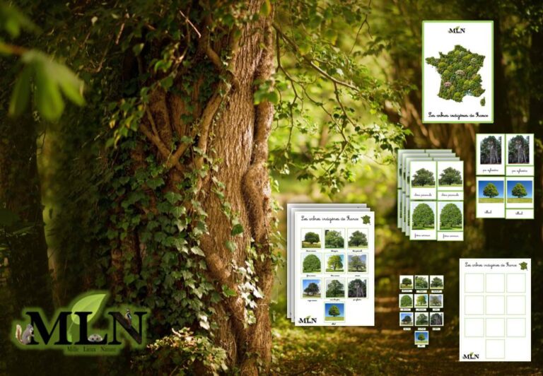 À  la découverte des arbres indigènes de France