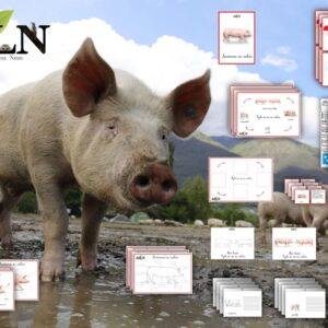 Dossier Le cochon SCRIPT