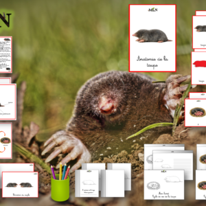 Dossier La taupe SCRIPT