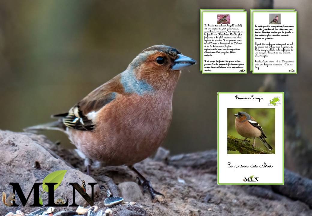 Livret Le pinson des arbres SCRIPT