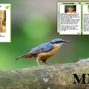 Livret La sitelle torchepot SCRIPT