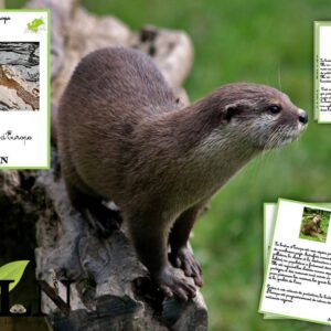 Livret La loutre d'Europe SCRIPT