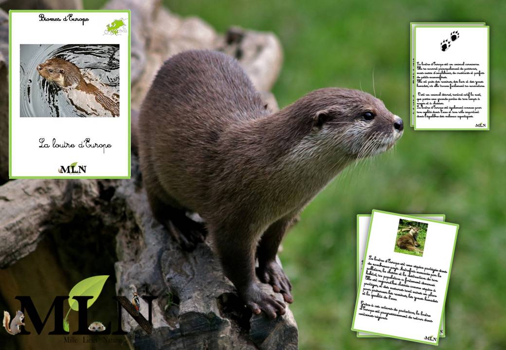 Livret La loutre d'Europe cursif