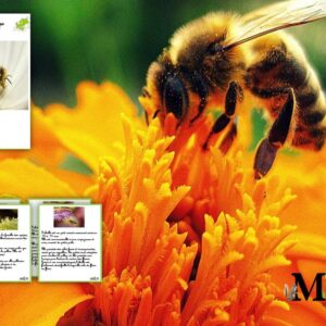 Livret L'abeille SCRIPT