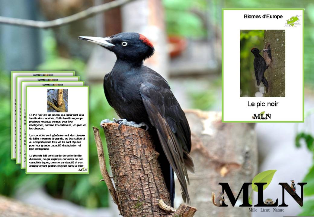 Livret Le pic noir cursif