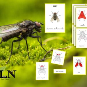 Nomenclatures anatomie de la mouche SCRIPT