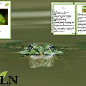 Livret La grenouille Rainette SCRIPT
