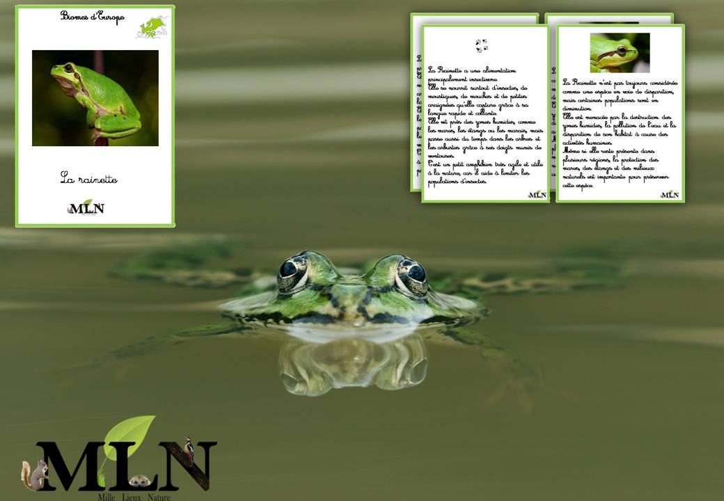 Livret La grenouille Rainette SCRIPT