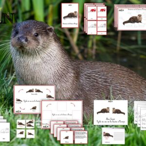 Dossier La loutre d'Europe SCRIPT