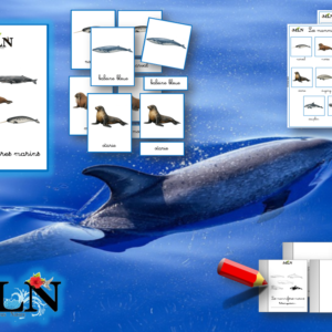 Pack Les mammifères marins SCRIPT