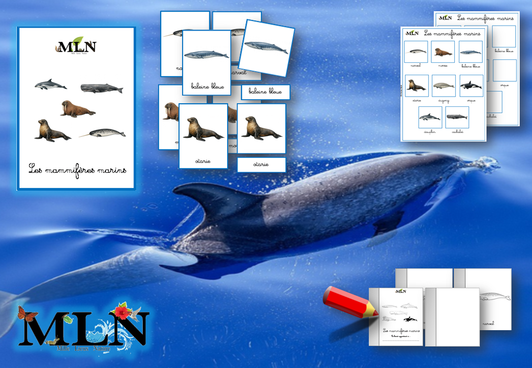 Pack Les mammifères marins cursif