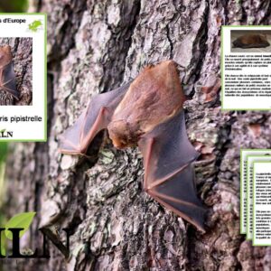 Livret La chauve-souris Pipistrelle SCRIPT