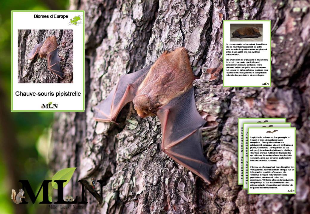 Livret La chauve-souris Pipistrelle SCRIPT