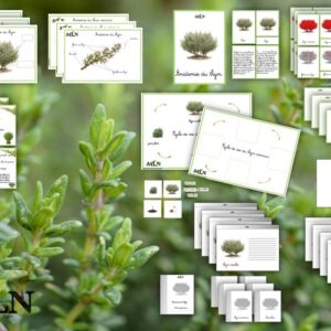 Dossier Le thym script