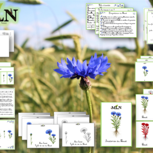 Dossier Le bleuet SCRIPT