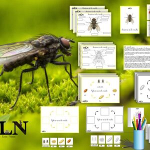 Dossier La mouche SCRIPT