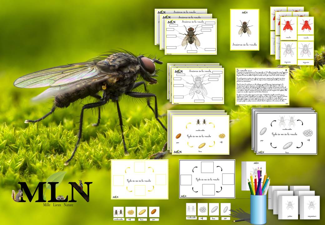 Dossier La mouche SCRIPT