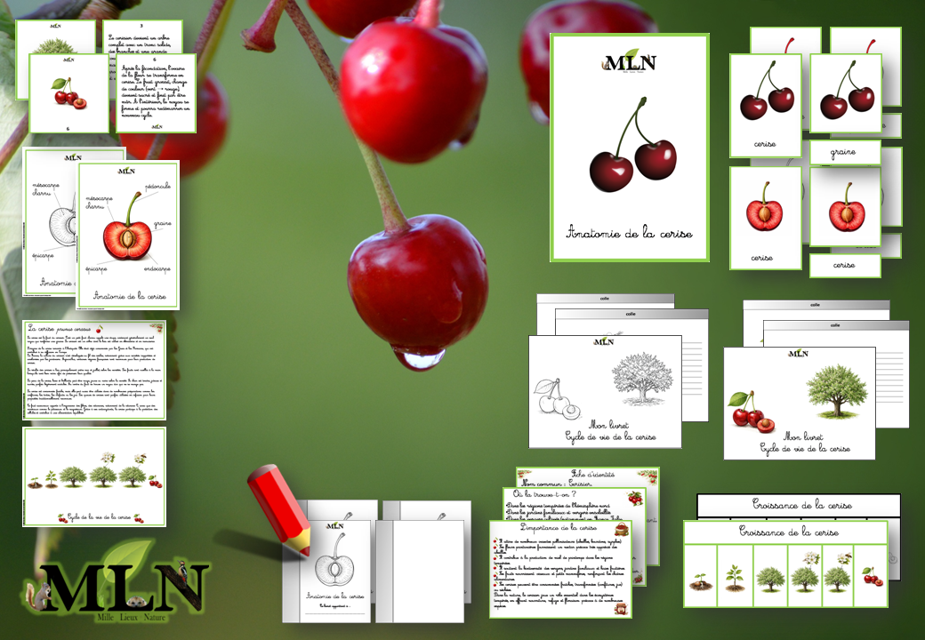 Dossier La cerise cursif