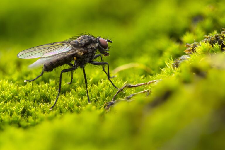 À la découverte de la mouche