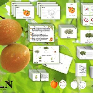Dossier L'abricot script