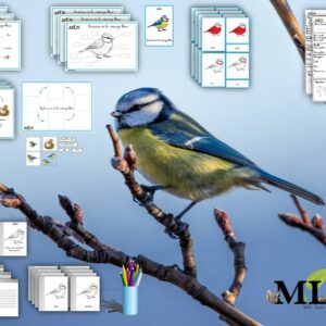 Dossier La mésange bleue cursif