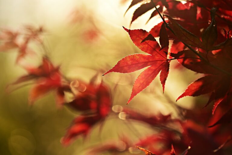 En automne, lorsque j’ouvre ma fenêtre, j’entends…